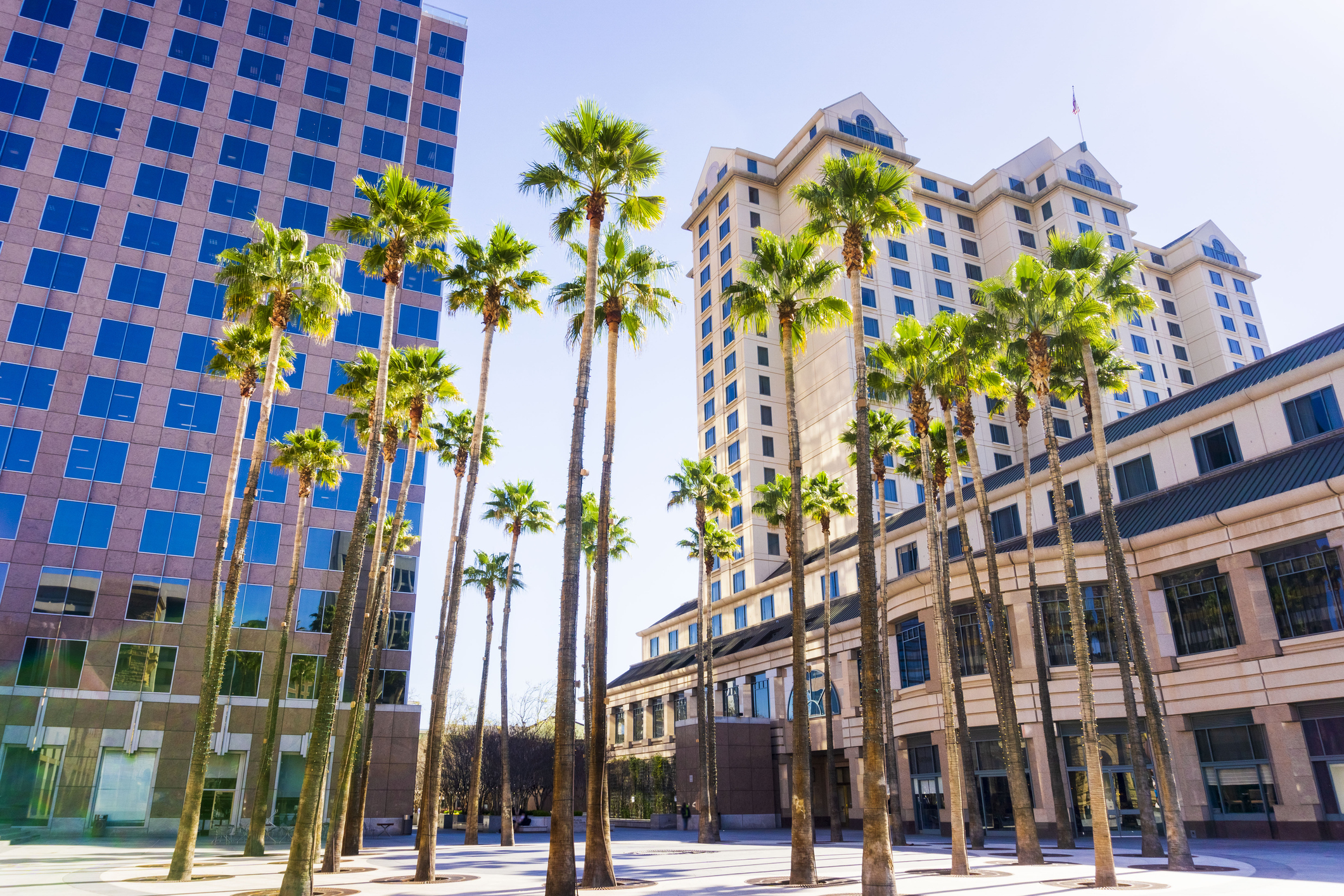 Palm-lined Silicon Valley business district
